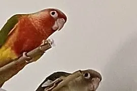 Papugi Rudosterki para ręcznie karmione pinaple red face i turkus cynamon