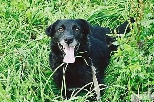 Wspaniała sunia kocha ludzi i świat adoptuj ją i pokochaj, , Wrocław