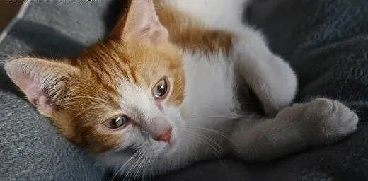 Johny- 2 miesięczny kocurek (Fundacja Agapeanimali