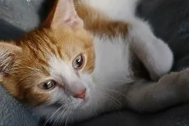 Johny- 2 miesięczny kocurek (Fundacja Agapeanimali