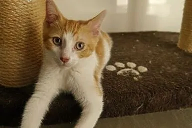 Johny- 2 miesięczny kocurek (Fundacja Agapeanimali