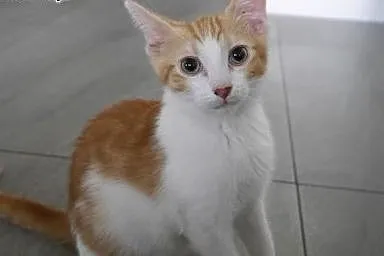Johny- 2 miesięczny kocurek (Fundacja Agapeanimali