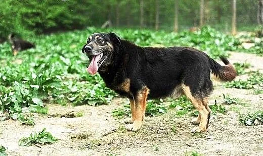 Chester do adopcji , lubelskie Świdnik