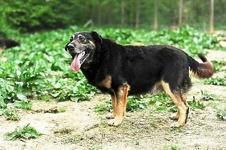Chester do adopcji ,  lubelskie Świdnik