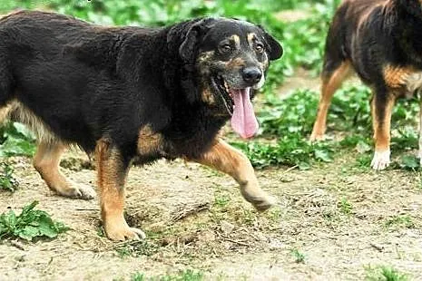 Chester do adopcji ,  lubelskie Świdnik