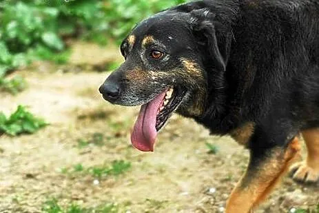 Chester do adopcji ,  lubelskie Świdnik