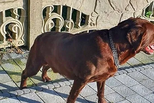 loablador czekoladowy szuka nowego domu, Łódzkie, Radomsko