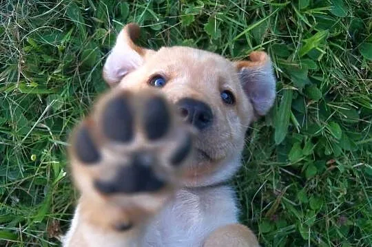 Labrador Szczenię