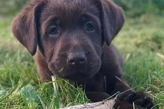 Labrador Szczenię, Warmińsko-mazurskie, Spychowo