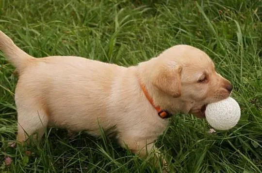Labrador Szczenię, Warmińsko-mazurskie, Spychowo