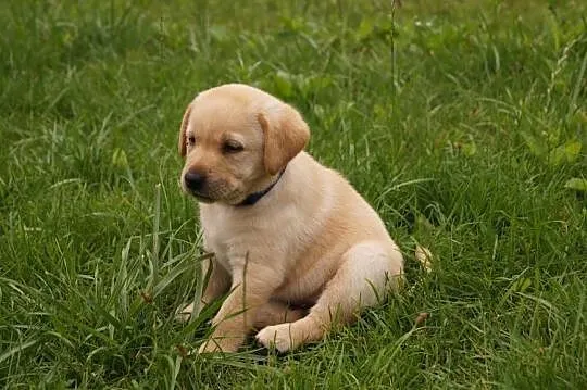 Labrador Szczenię, Warmińsko-mazurskie, Spychowo
