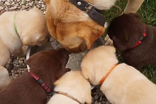 Labrador Szczenię, Warmińsko-mazurskie, Spychowo