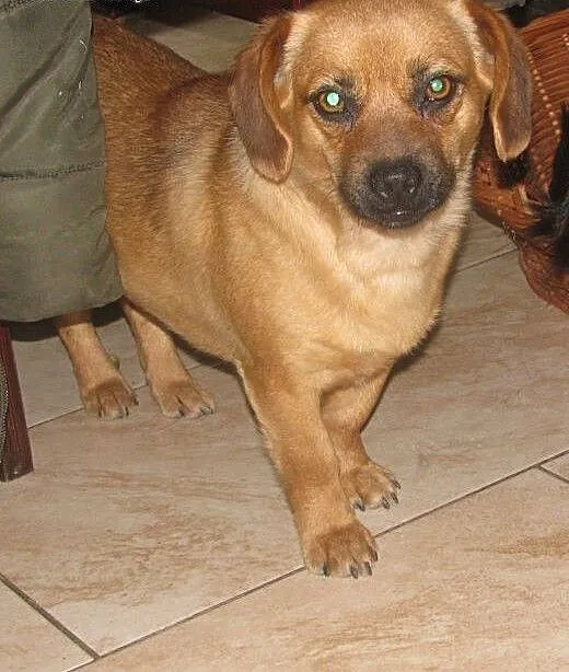 Urocza roczna suczka do adopcji, świętokrzyskie K