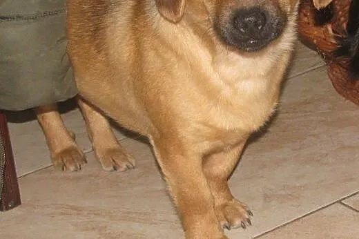 Urocza roczna suczka do adopcji,  świętokrzyskie K