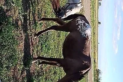 Klacz konik polski, Lubelskie, Bełżyce