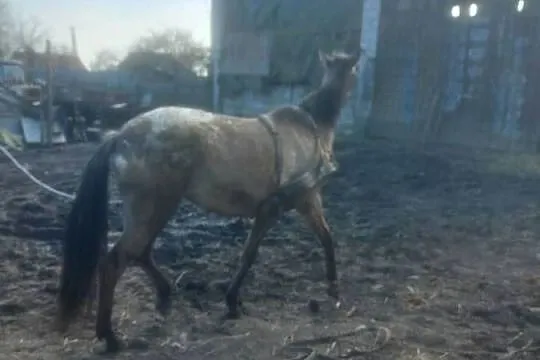 Klacz konik polski, Lubelskie, Bełżyce
