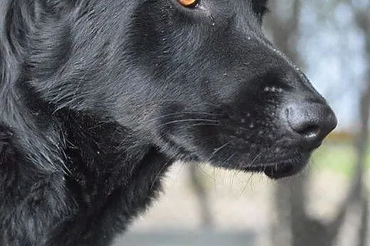 Grzeczny, inteligentny Aron, łagodny i wychowany a
