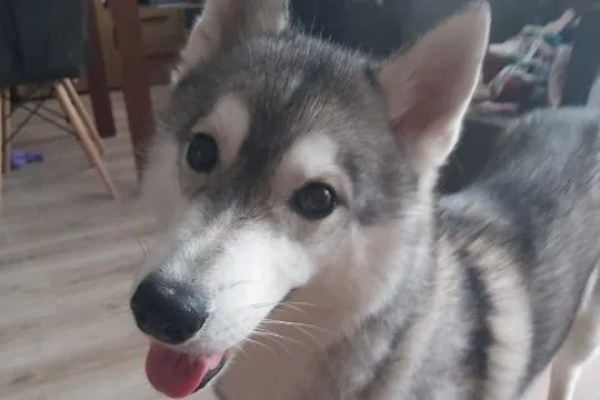 Oddam 1,5 roczną suczkę rasy Husky o imieniu Sonia, z rodowodem, , Jastrzębie-Zdrój