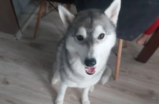 Oddam 1,5 roczną suczkę rasy Husky o imieniu Sonia, z rodowodem, , Jastrzębie-Zdrój