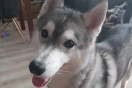 Oddam 1,5 roczną suczkę rasy Husky o imieniu Sonia, z rodowodem