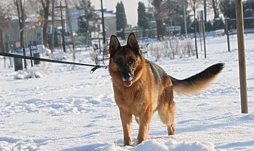 TORIN - adoptuj - bo bycie dobrym nic nie kosztuje