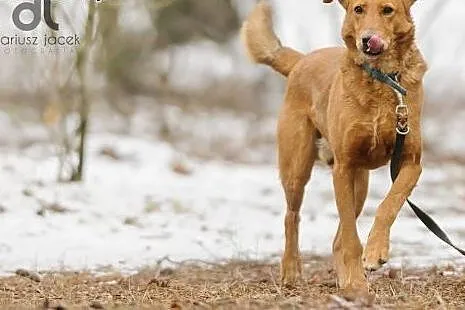 Bruno sympatyczny rudzielec do pokochania,  mazowieckie Warszawa