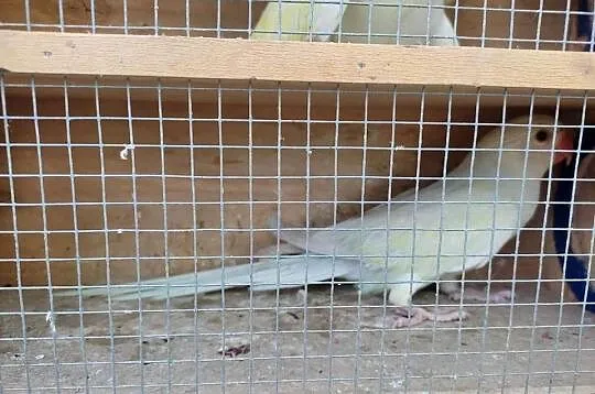Aleksandretty obrozne z 25r, Śląskie, Łaziska Górne
