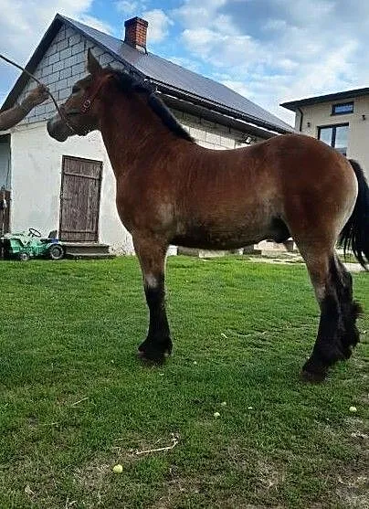Sprzedam ogierka zimnokrwisty, , Góry Mokre