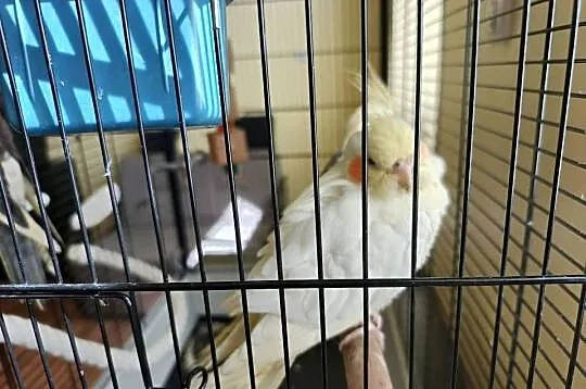 Sprzedam Papugi Faliste oraz Nimfy, Opolskie, Praszka