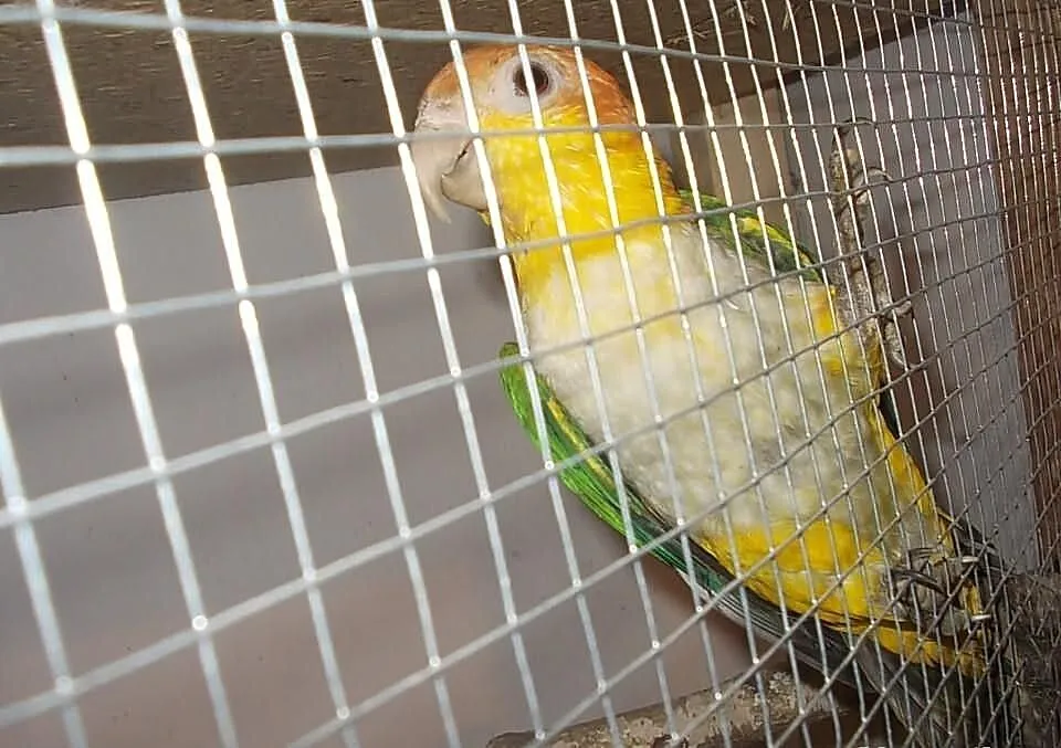 Barwinka białobrzucha