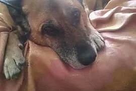 Piękny Aron - bardzo mądry pies do adopcji!,  doln, Jelenia Góra