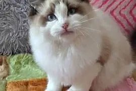 Kocurek ragdoll seal bikolor Wrocław