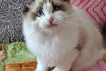 Kocurek ragdoll seal bikolor Wrocław
