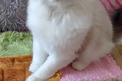 Kocurek ragdoll seal bikolor Wrocław, Dolnośląskie