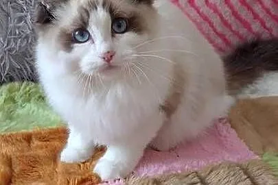 Kocurek ragdoll seal bikolor Wrocław, Dolnośląskie