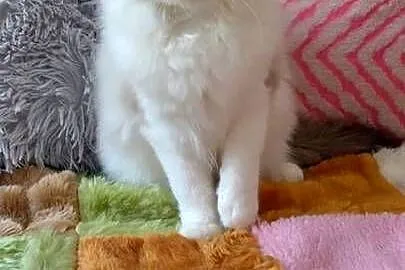 Kocurek ragdoll seal bikolor Wrocław, Dolnośląskie
