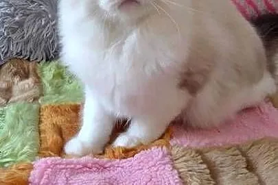 Kocurek ragdoll seal bikolor Wrocław, Dolnośląskie