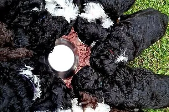 Portugalski pies dowodny piesek Szczenięta Lagotto Furbetti Coccoloni