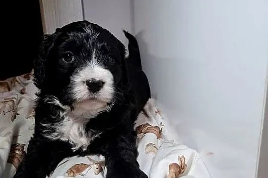Portugalski pies dowodny piesek Szczenięta Lagotto Furbetti Coccoloni, Mazowieckie, Sierpc