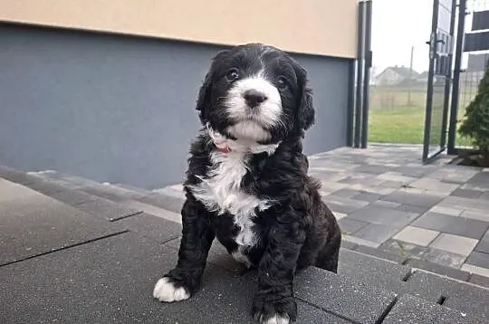 Portugalski pies dowodny piesek Szczenięta Lagotto Furbetti Coccoloni, Mazowieckie, Sierpc