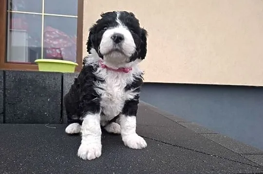 Portugalski pies dowodny piesek Szczenięta Lagotto Furbetti Coccoloni, Mazowieckie, Sierpc