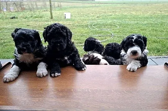 Portugalski pies dowodny piesek Szczenięta Lagotto Furbetti Coccoloni, Mazowieckie, Sierpc