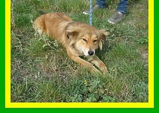 14kg,12miesięcy,przytulaśna,łagodna,kontaktowa,wes