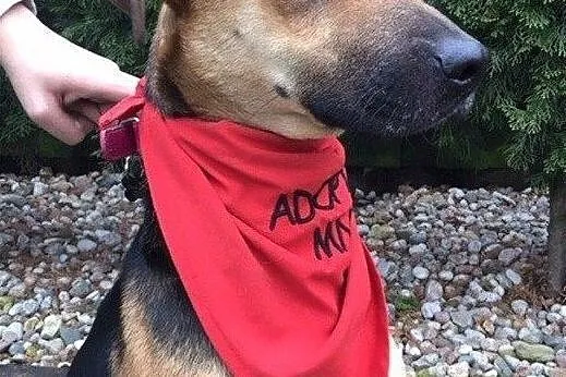 Sara - młoda sunia do adopcji, Mazowieckie, Warszawa