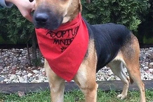 Sara - młoda sunia do adopcji, Mazowieckie, Warszawa