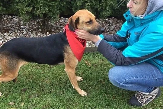 Sara - młoda sunia do adopcji, Mazowieckie, Warszawa
