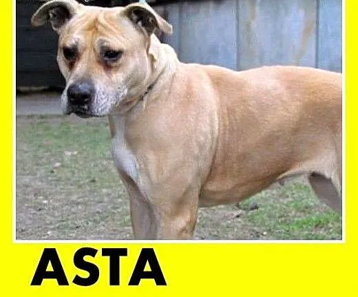 PILNE!Marznie w schronisku,łagodna suka amstaff,AS