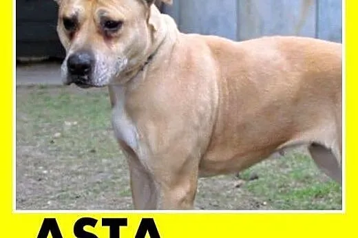 PILNE!Marznie w schronisku,łagodna suka amstaff,AS