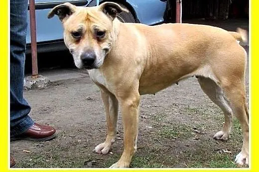 PILNE!Marznie w schronisku,łagodna suka amstaff,AS