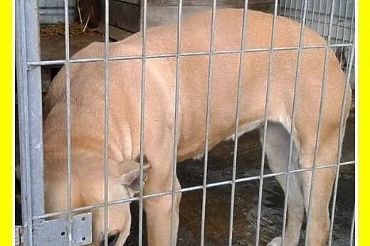 PILNE!Marznie w schronisku,łagodna suka amstaff,AS